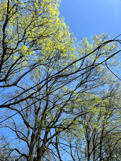 Vibrant new life reaches for the clear sky.